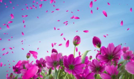 花花视频,带你领略短视频的魅力与风采