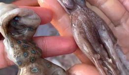 八爪鱼视频,探索无限创意的视觉盛宴